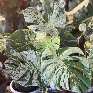 Bulbasaur monstera - Etsy 日本