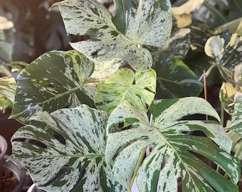 Monstera Bulbasaur Variegated – Planta con raíces / Aroid de colección rara