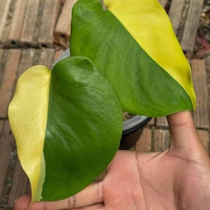 May include: Two large, vibrant leaves of a plant, each split diagonally with a striking contrast of green and yellow. The leaves are held in a hand, showcasing their size and unique color pattern. The plant appears to be a tropical variety.