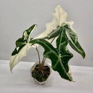 Alocasia nobilis pink variegated - Etsy 日本