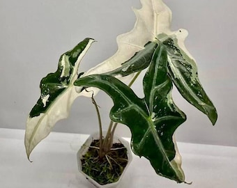 Alocasia Nobilis Albo Bonte plant en knollen | Zeldzame aroid