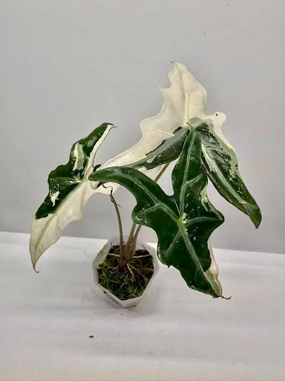 Alocasia nobilis pink variegated - Etsy 日本
