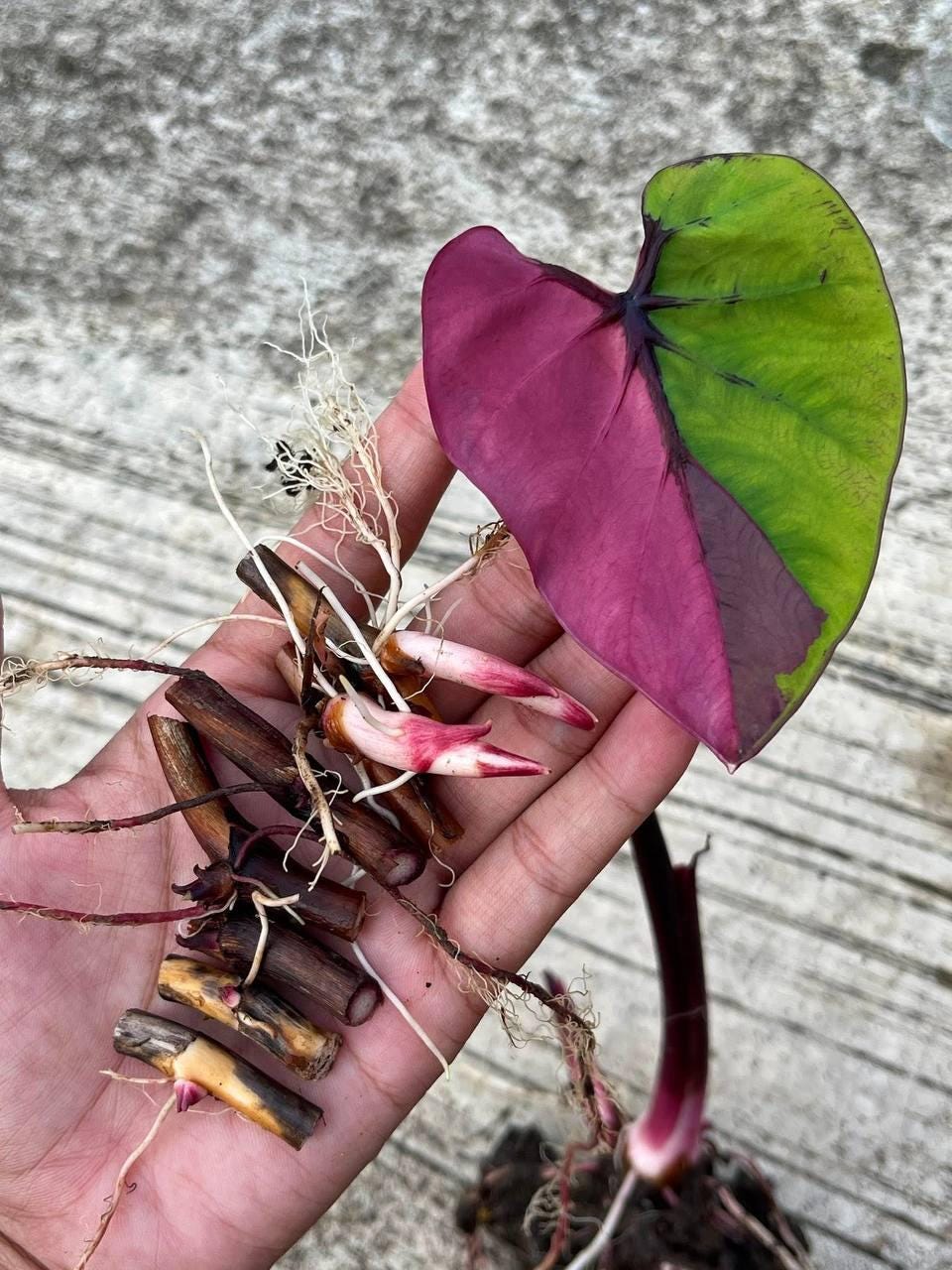 Colocasia pink - Etsy 日本