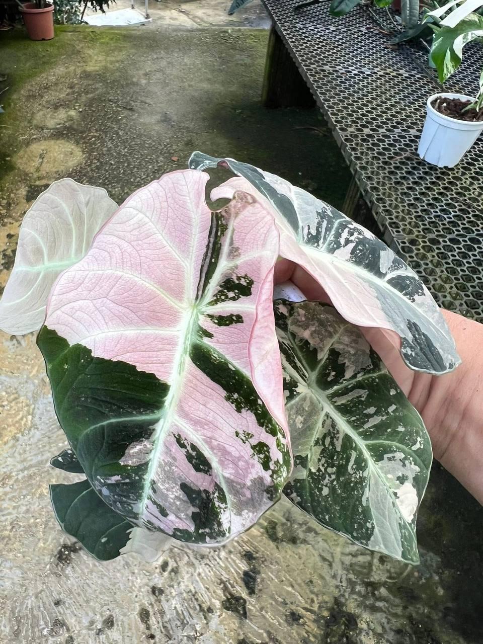 Alocasia chantrieri pink variegated - Etsy 日本