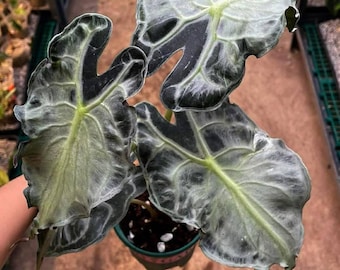 Alocasia Venom Bewurzelte Pflanze und Knollen Seltene Sammler Aroid