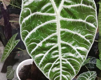 Alocasia Watsoniana Planta y bulbos / Arácea tropical rara