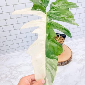 pflanzen philodendron Philodendron hederaceum oxycardium 'Var' | Herzblatt Philodendron
