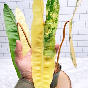 Philodendron billietiae variegated - Etsy 日本