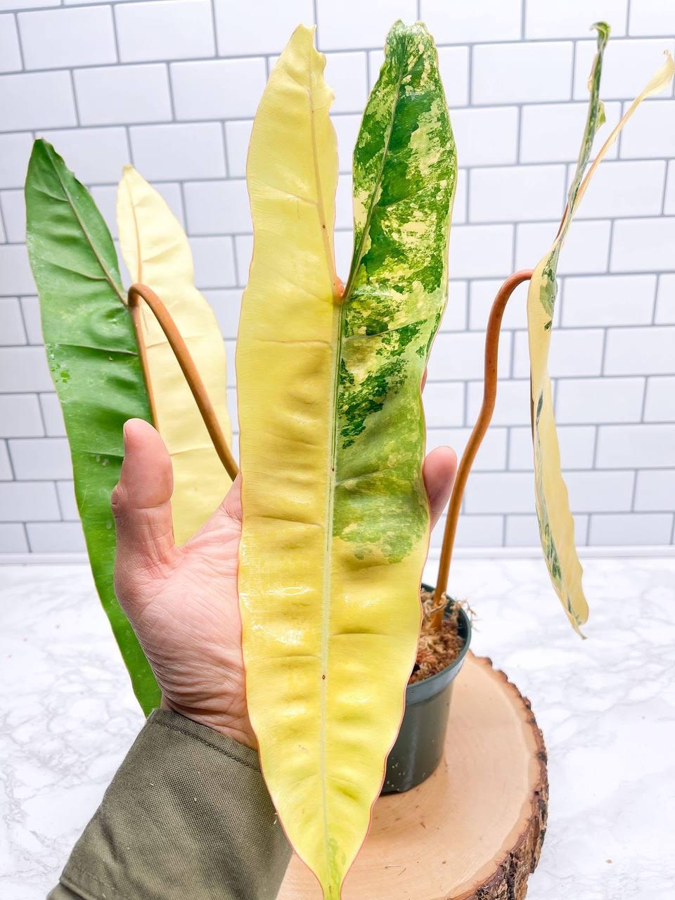 Philodendron billietiae variegated - Etsy 日本