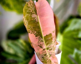 Philodendron Pink Glory' - Philodendron Gloriosum x Lynamii in 4 Inch Pot -  Etsy.de