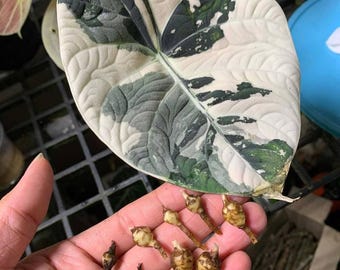 Alocasia Maharani Albo Planta abigarrada y cormos Raro coleccionista Aroid