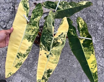 Philodendron Billietiae Pianta radicata variegata Rara pianta da collezione