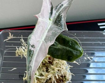 Alocasia Pink Nobilis "K-versie" bont – levende plant en knollen | Zeldzame aroid