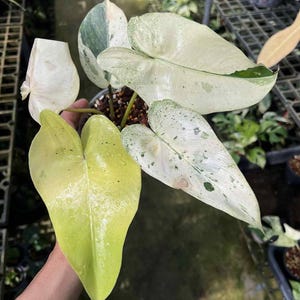 Puede incluir: Una planta en maceta con hojas grandes en forma de corazón. Las hojas muestran una mezcla de colores, incluyendo blanco, verde y amarillo. Algunas hojas están muy moteadas de verde, mientras que otras tienen un color más sólido. La planta está en una maceta negra.