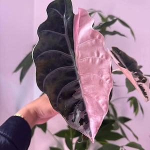 Alocasia Chantrieri Plante à racines panachées roses, aroïde de collection rare