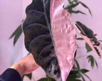 Alocasia Chantrieri, planta de raíz abigarrada rosa, rara aroidea de colección