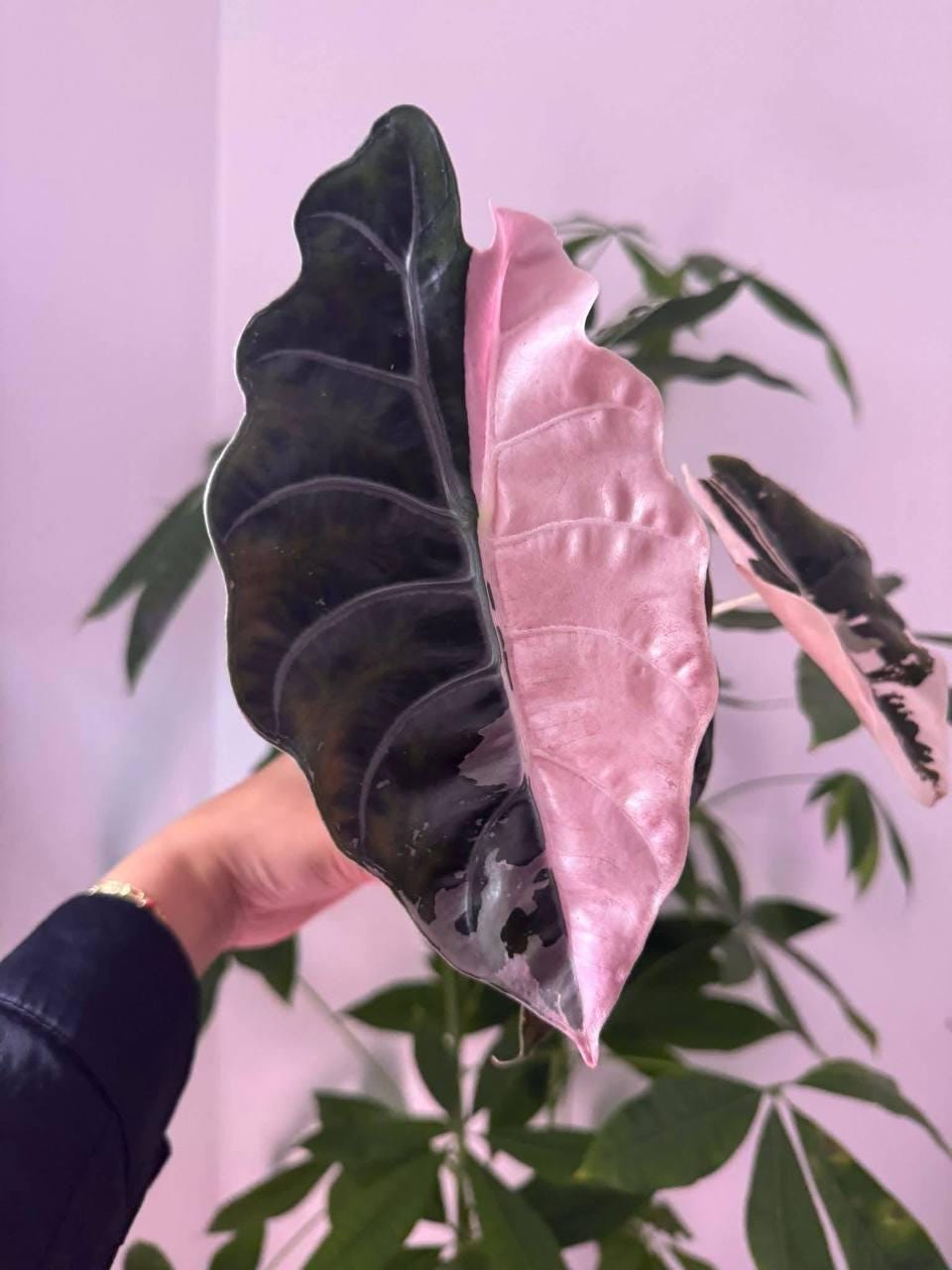 Alocasia chantrieri - Etsy 日本