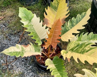 Philodendron Caramel Marble Variegated Rooted Plant Rare Collector Aroid