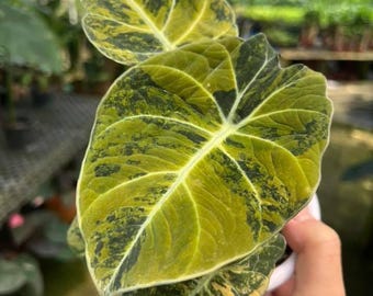 Alocasia Black Velvet Ninja Variegated – Planta viva y bulbos / Arácea rara
