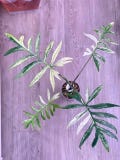 Alocasia Brancifolia Albo Variegated Rooted Plant and  Rare Collector Aroid product logo