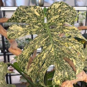 Monstera Starlight Variegada – Planta enraizada y esquejes. Monstera rara de colección.