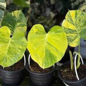 philodendron sunrise Philodendron Thai Sunrise
