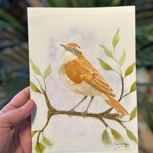João de Barro Aquarell | Brasilianische Vogelkunst | Von der Natur inspirierte Wanddekoration