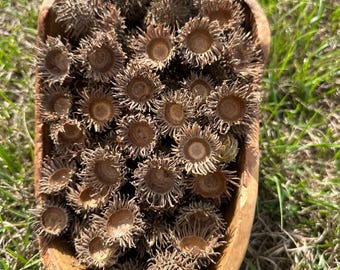 Sawtooth Oak Acorn Caps Frilly