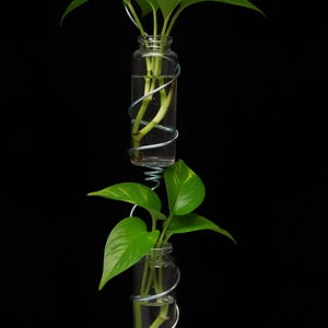 May include: A hanging glass planter with two clear glass bottles, each holding a green plant. The bottles are suspended by a silver wire with a spiral design. The background is solid black.