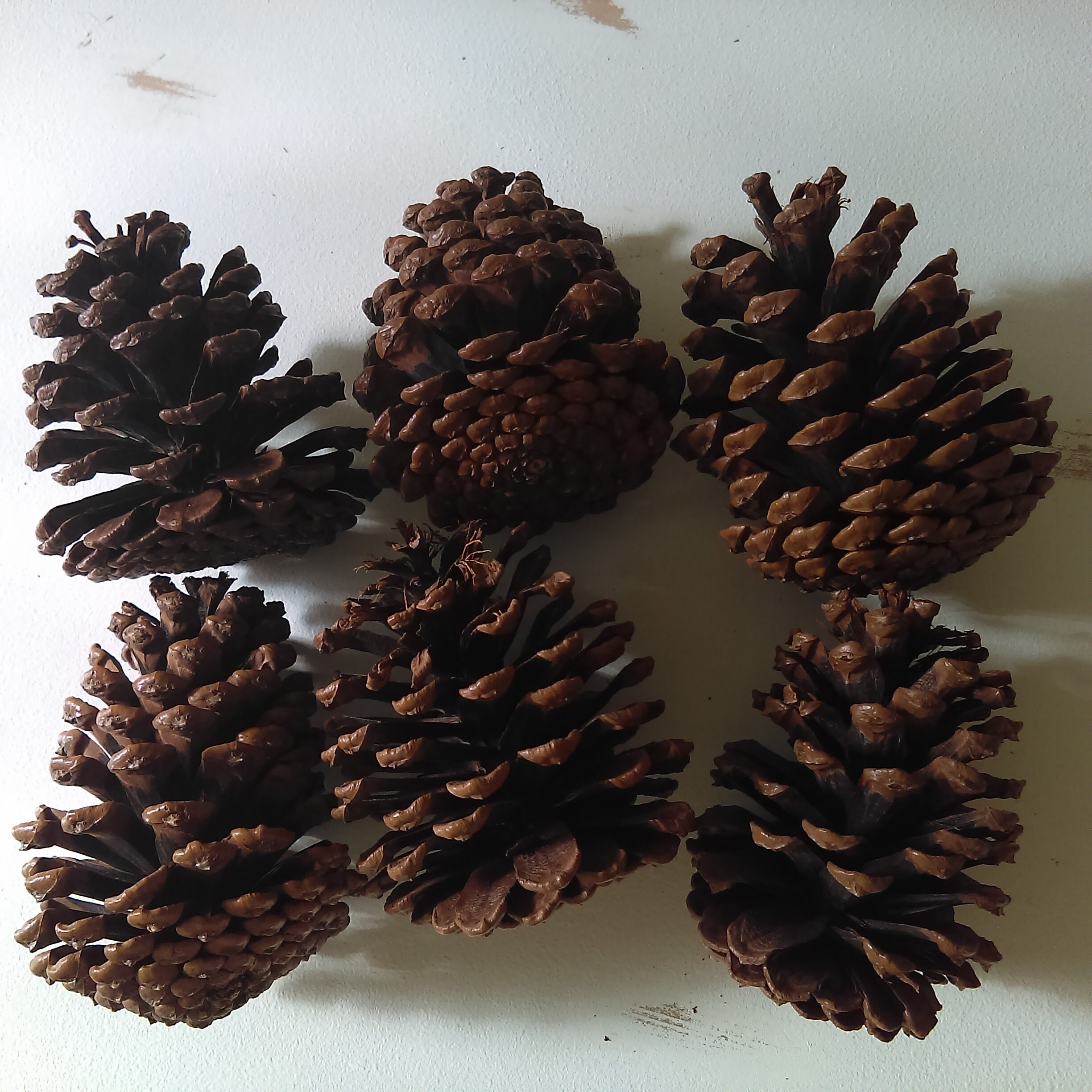 Are Scented Pine Cones Bad For Dogs