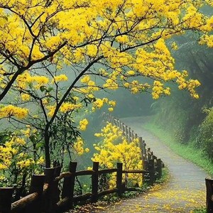 May include: A wooden pathway winds through a misty landscape, lined with a dark brown wooden fence. Vibrant yellow flowers bloom on the branches of trees that arch over the path, with fallen yellow petals scattered across the wooden planks.