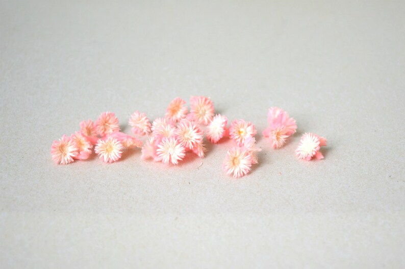 A Pack Of Dried Flower Botanical Dried Flowers