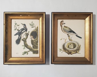 Zestaw 2 wydruków ptaków w ramce w stylu vintage Dzięcioł Garrulus Jay Christiaan Sepp