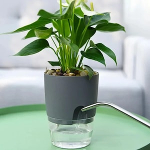 Può includere: Un vaso per piante auto-irrigante con una sezione superiore grigia e un serbatoio inferiore trasparente. Il vaso contiene una pianta verde con grandi foglie e piccoli fiori bianchi. I ciottoli coprono il terreno. Un beccuccio per annaffiatoio versa acqua nel vaso.