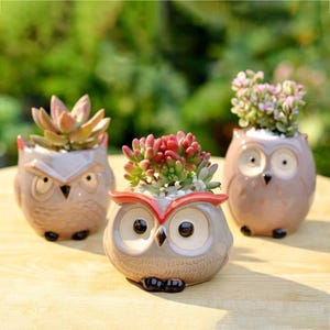 Puede incluir: Tres macetas de cerámica con forma de búho, cada una con una planta suculenta diferente. Los búhos son principalmente grises y marrones, con ojos y picos negros. Un búho tiene un acento rojo en la cabeza. Las plantas tienen hojas verdes, rojas y rosas.