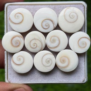 Puede incluir: Una colección de diez cuentas de concha blancas y circulares con un diseño en espiral en tonos beige y marrón. Las cuentas están dispuestas en un recipiente rectangular, mostrando sus patrones y texturas naturales.