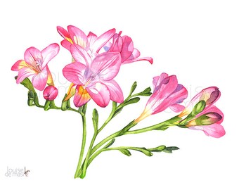 Фрезия Ботанический рисунок