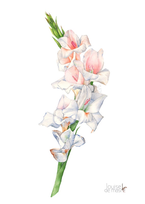 Gladiolus watercolour painting print G17117 A3 size print