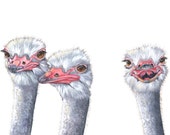 Ostrich Watercolor painting 2014 bird art Print of watercolor painting A4 print wall art print - bird art print