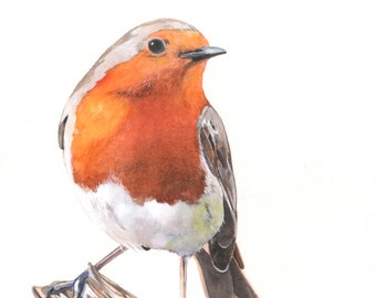 Robin Watercolor Painting 2014- bird print of watercolor painting - A4 print wall art print - bird art - art print - wildlife print R7515