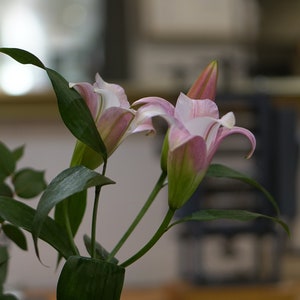 May include: A bouquet of pink lilies with green leaves in a vase. The lilies are in various stages of bloom, with some fully open and others still in bud.