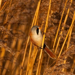 Könnte beinhalten: Ein kleiner Vogel mit grauem Kopf, orangefarbenem Schnabel und schwarzen Markierungen, der auf einem Schilf sitzt. Der Vogel hat einen weißen und beigen Körper mit einem rotbraunen Schwanz. Der Hintergrund ist mit goldbraunen Schilf gefüllt.