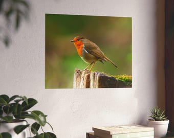 Robin Wildlife-print – muurkunst vogels – natuurfotografie