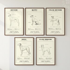May include: Five framed dog breed prints, including Greyhound, Whippet, Italian Greyhound, Borzoi, and Silken Windhound. Each print features a detailed line drawing of the dog with anatomical labels and text. The frames are a dark brown color.