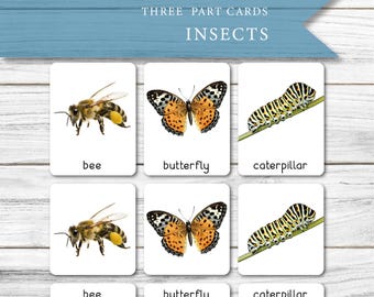 Montessori Insect Flashcards: Bug Identification Set (Printable PDF)