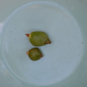 Pregnant Onion Live Succulent Plant Bulbs-HousePlant BOGO Sale Ornithogalum Longibracteatum