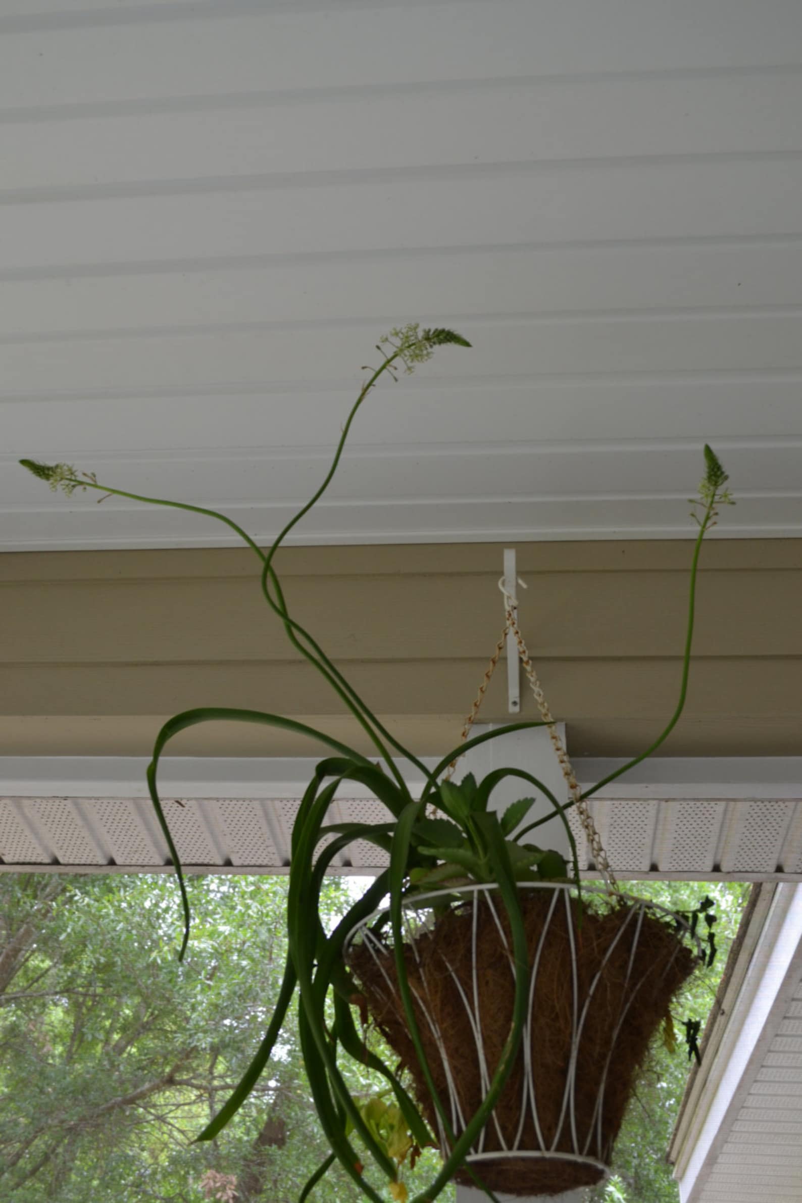 Pregnant Onion Succulent House Plant Bulbs BOGO Sale Etsy