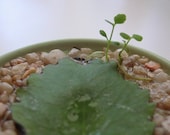 Love Leaf Live Succulent Sale, Kalanchoe Pinnata Plant Leaf BOGO Sale, Mystical Miracle Leaf Sale, Wedding Favors, Shower Favors