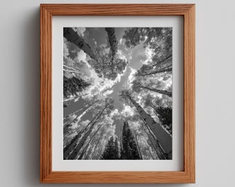 Aspen Tree Photography Print: Black and White Cabin Art (Digital Download)