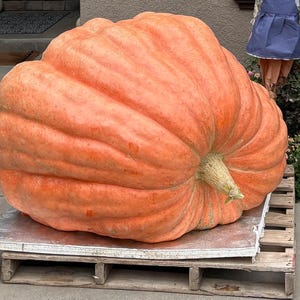 May include: A huge orange pumpkin with a textured surface and a green stem rests on a wooden pallet. The pumpkin is a vibrant shade of orange, with deep ridges running from top to bottom. The stem is thick and green, and the pumpkin appears to be very heavy.